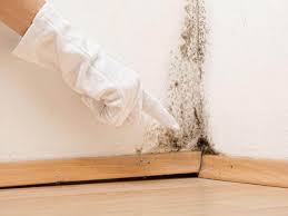 Professional Mold Removal in Amsterdam, NY